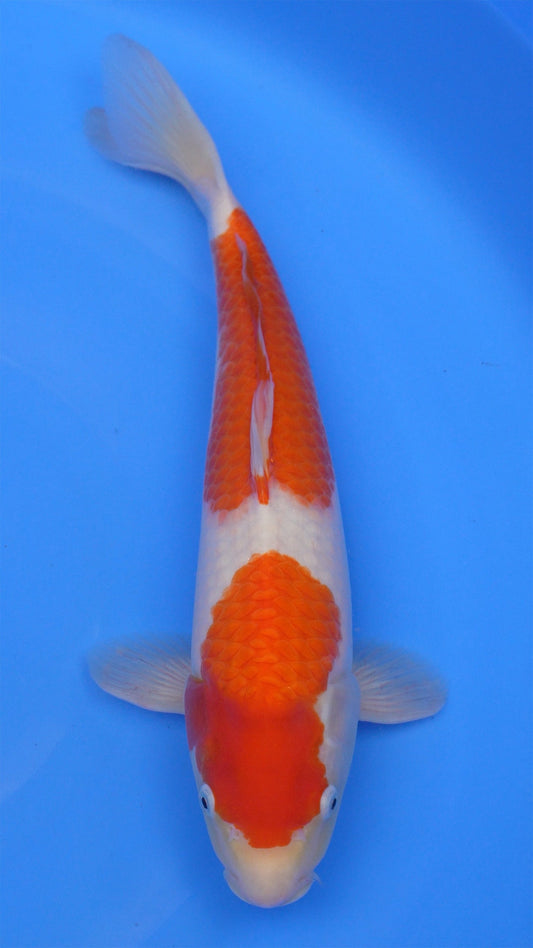 Kohaku 18 inches − 240112356