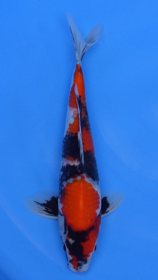 Showa 15 inch - 240112359