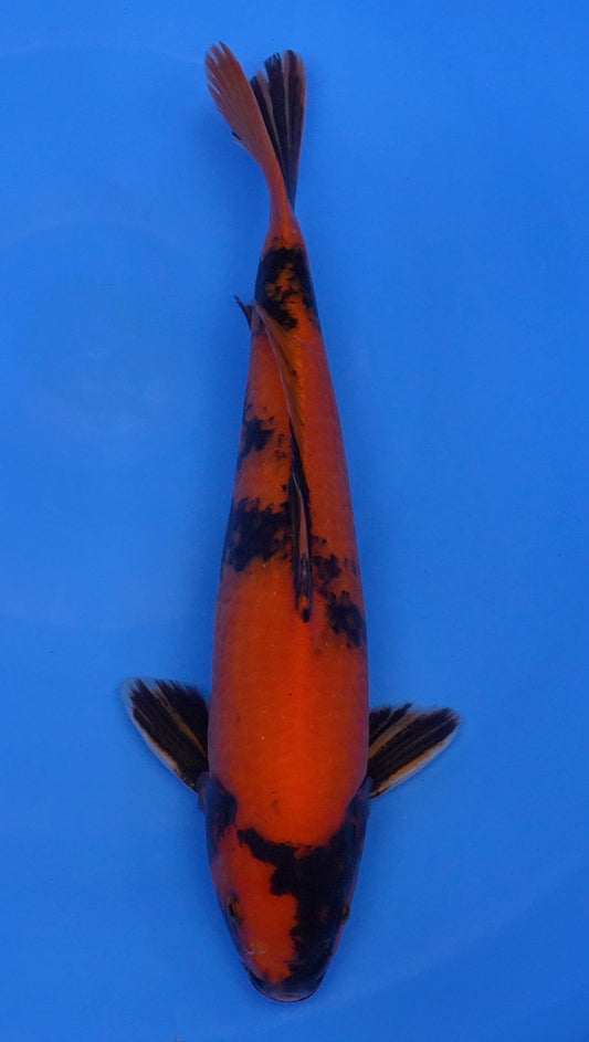 Hi Utsuri  16 inch - 240112366