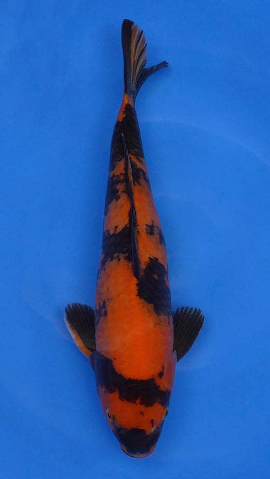 Hi Utsuri  18 inch - 240112371
