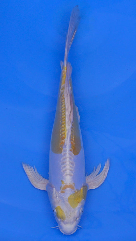 Long Fin Doitsu  Hariwake 13 inch - 240114303