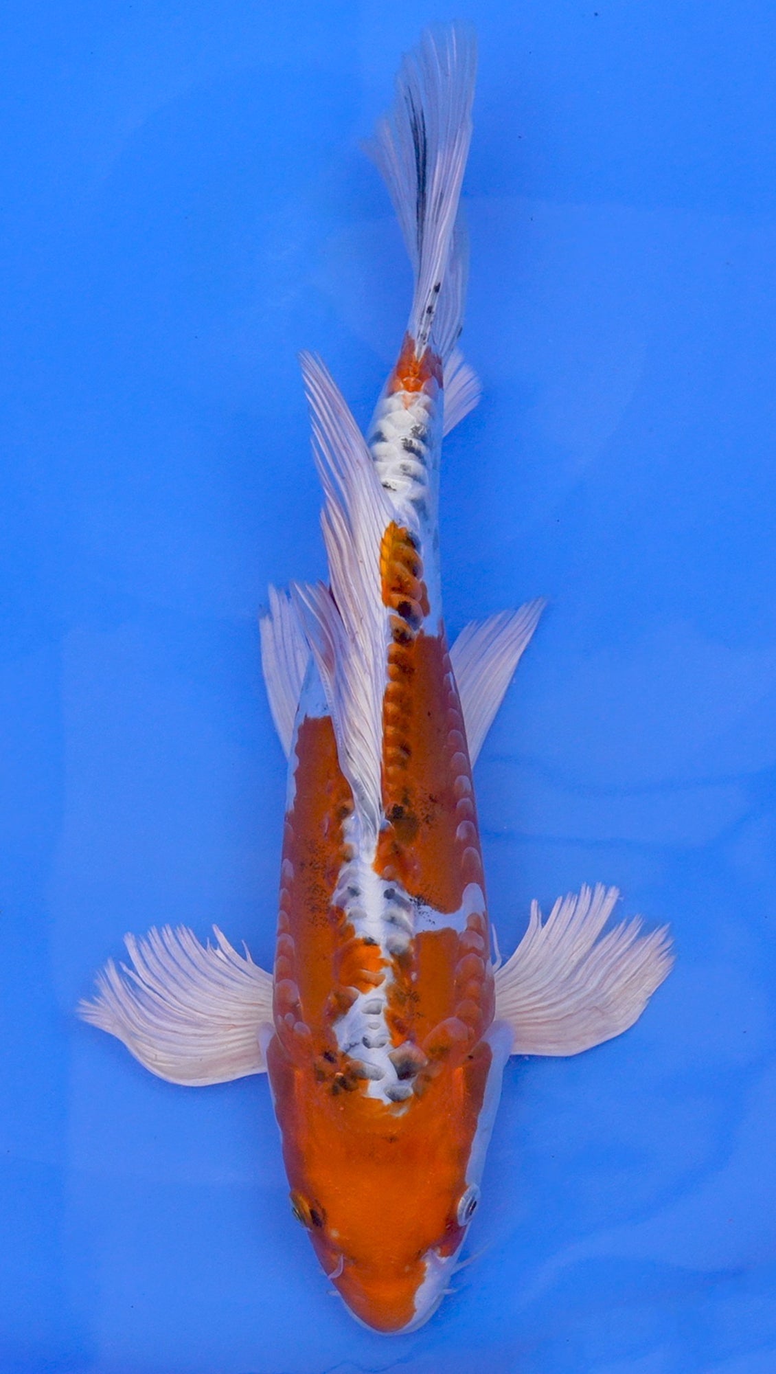 Long Fin Doitsu  Kujaku 15 inch - 240114304