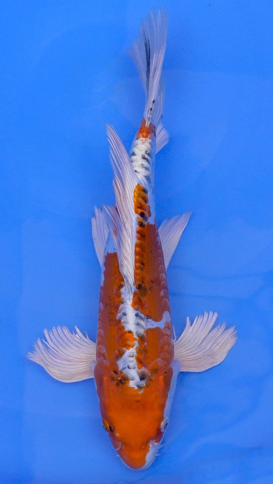 Long Fin Doitsu  Kujaku 15 inch - 240114304