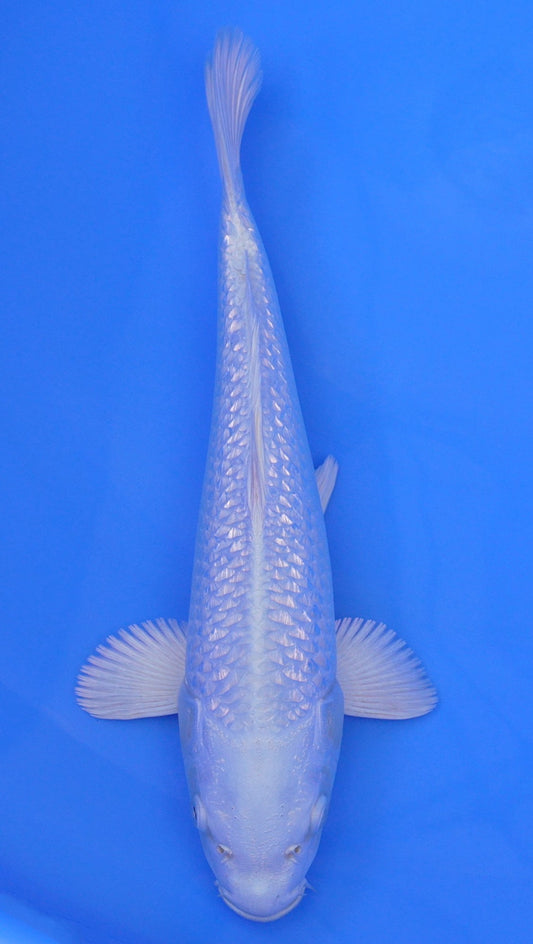 Gin Rin Platinum Ogon 14 inch - 240114306