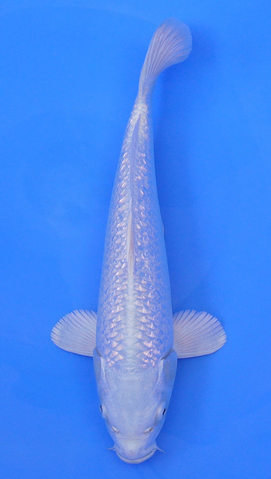 Gin Rin Platinum Ogon 13 inch - 240114307