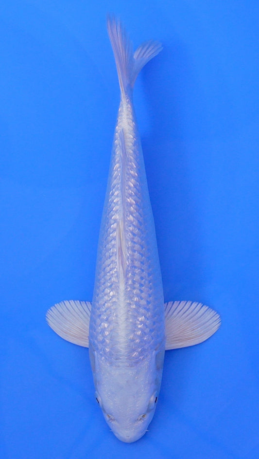 Gin Rin Platinum Ogon 13 inch - 240114309