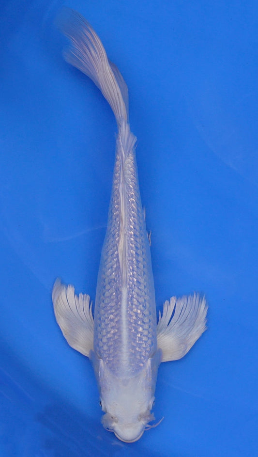Long Fin Gin Rin Platinum Ogon 14 inch - 240114311