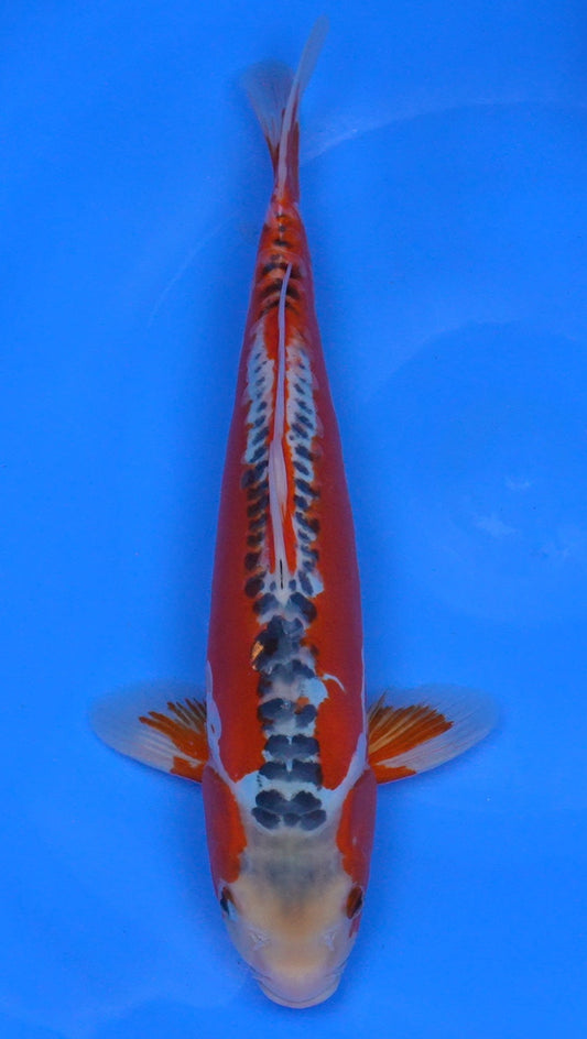 Shusui 14 inch - 240114312