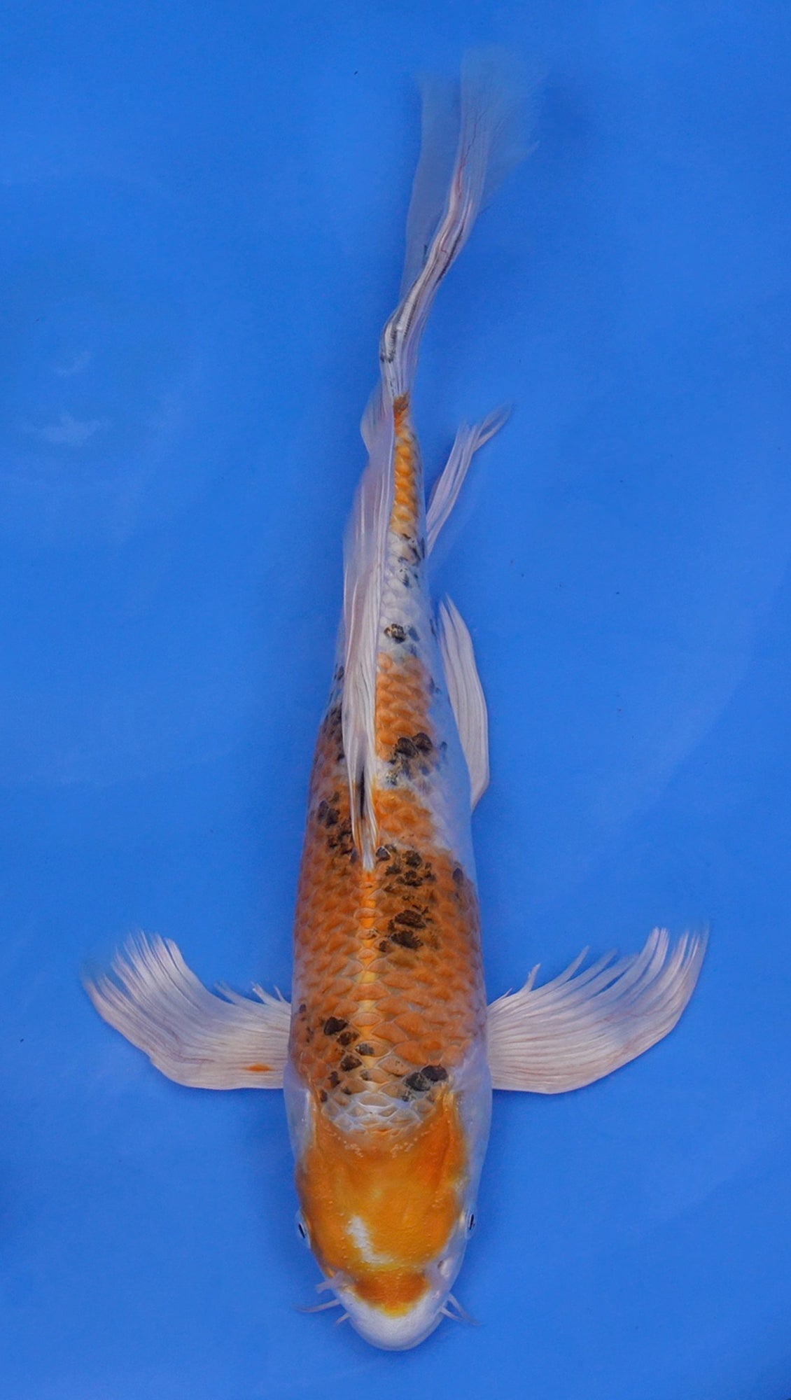 Long Fin Metallic  Sanke 14 inch - 240114316