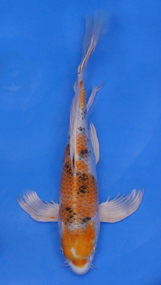 Long Fin Metallic  Sanke 14 inch - 240114316