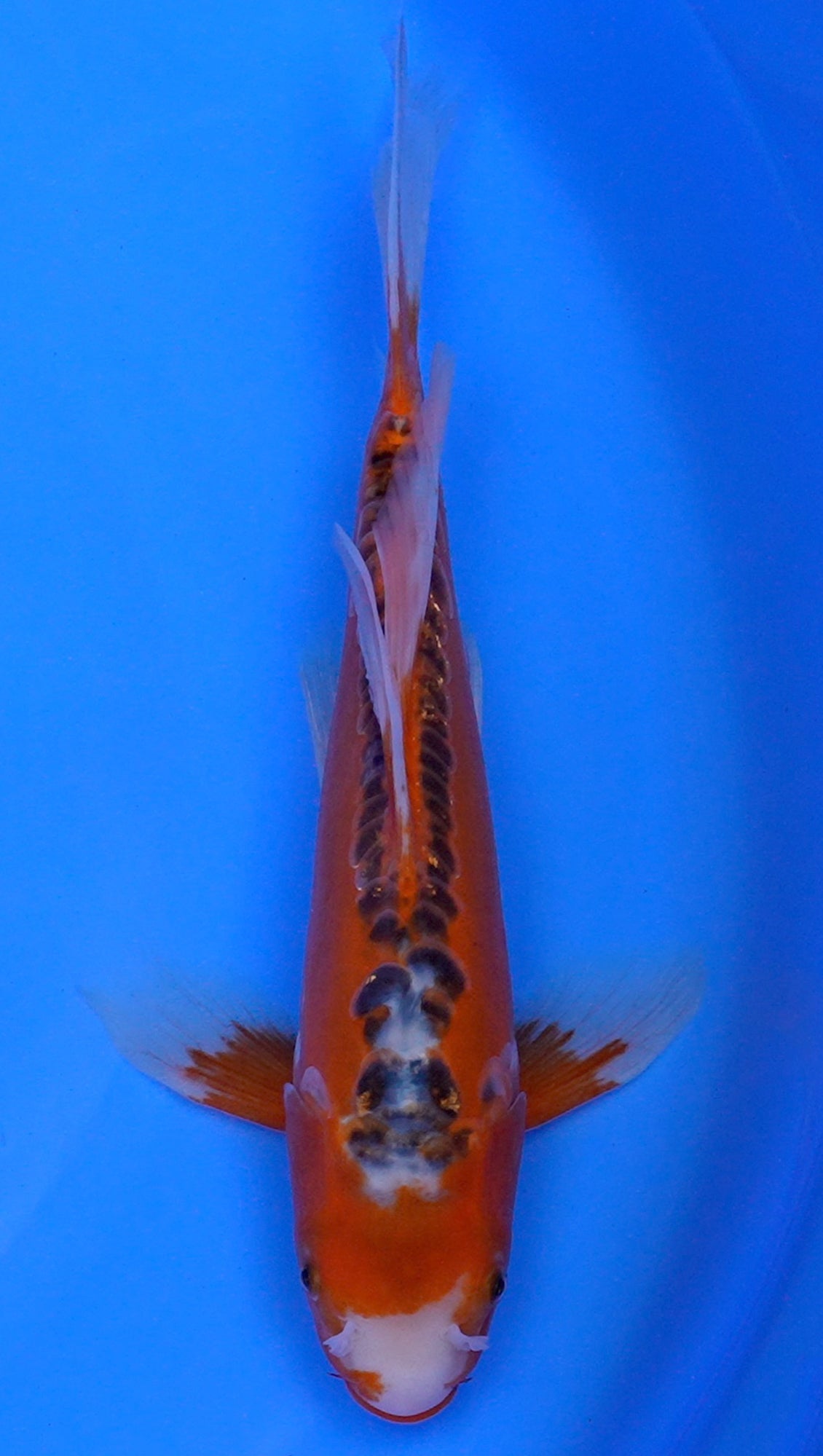 Long Fin   Shusui 15 inch - 240114318