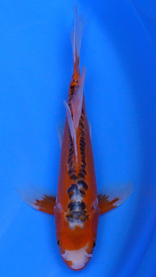 Long Fin   Shusui 15 inch - 240114318