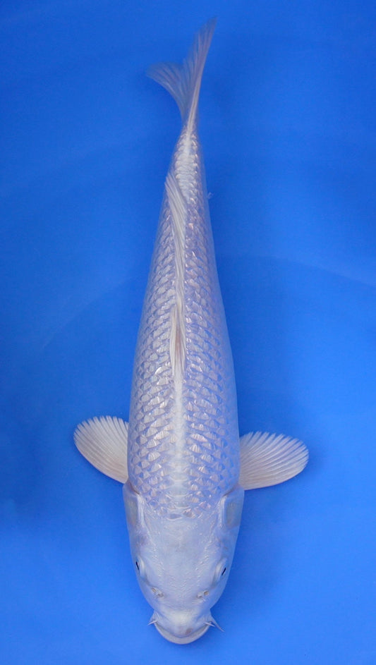 Gin Rin Platinum Ogon 15 inch - 240114323