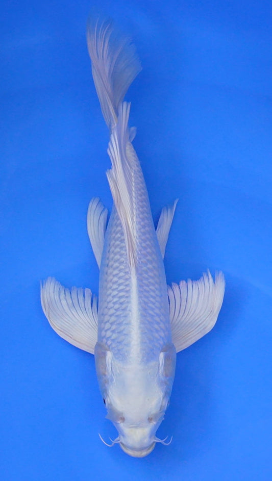 Long Fin  Platinum Ogon 14 inch - 240114324