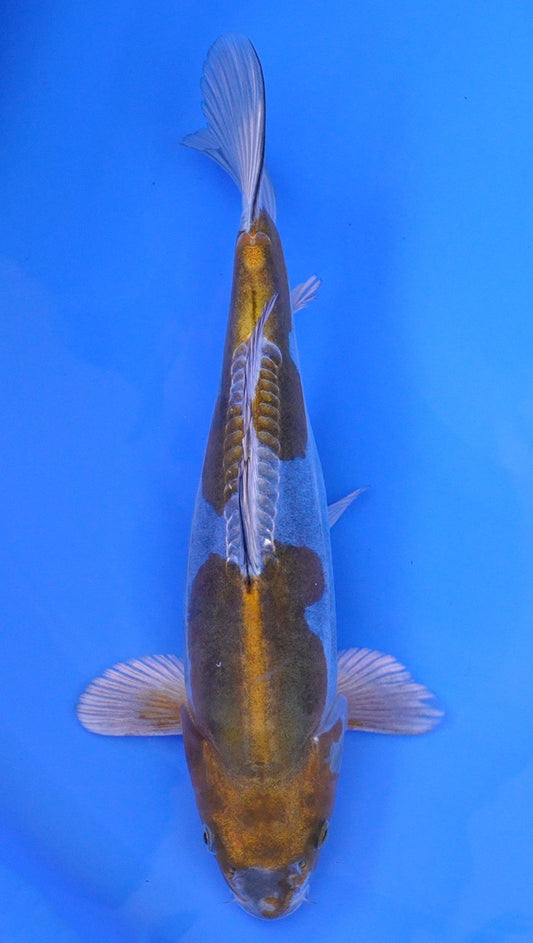 Doitsu Metallic Ochiba 13 inch - 240114330