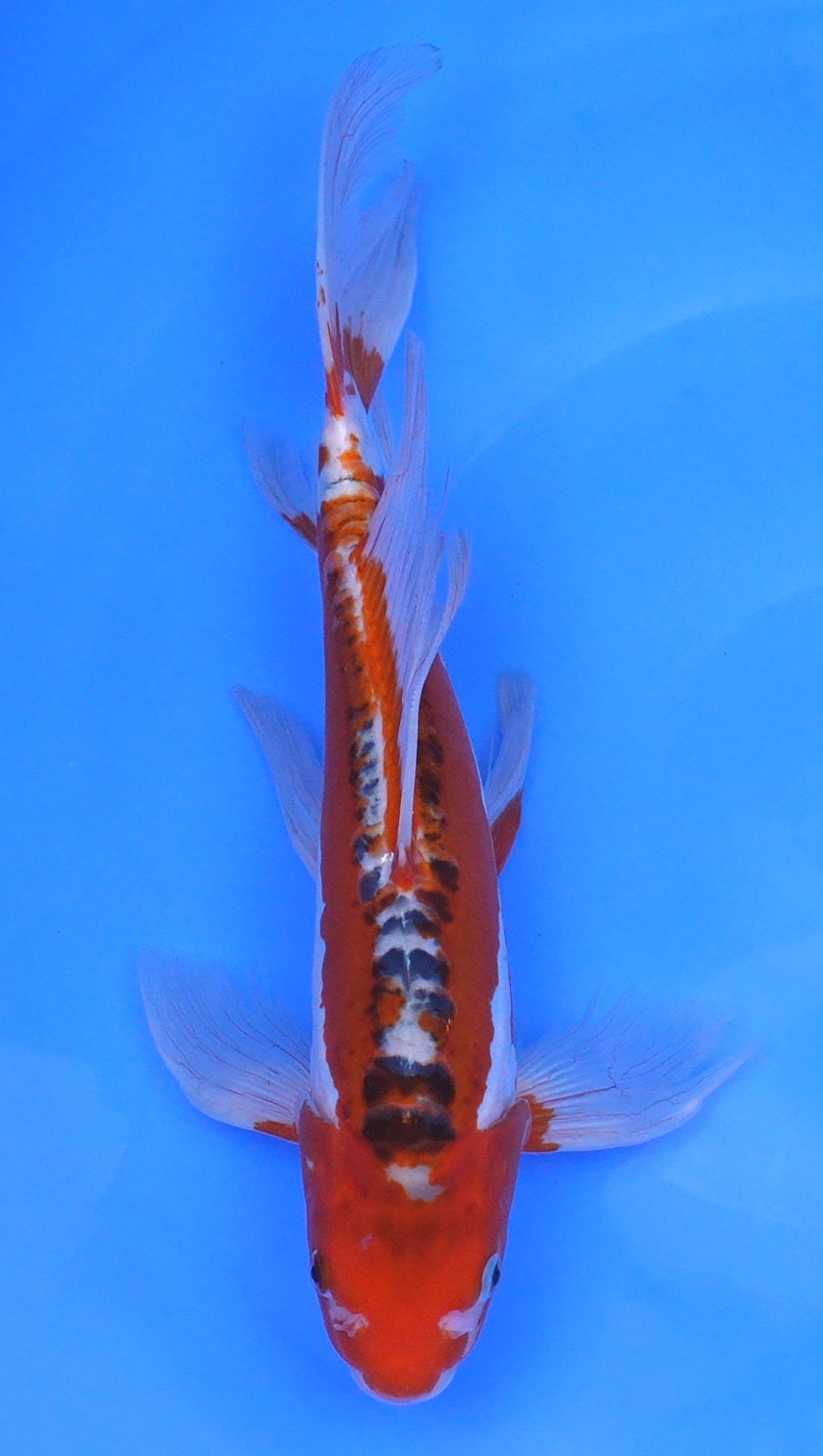 Long Fin   Shusui 15 inch - 240114332