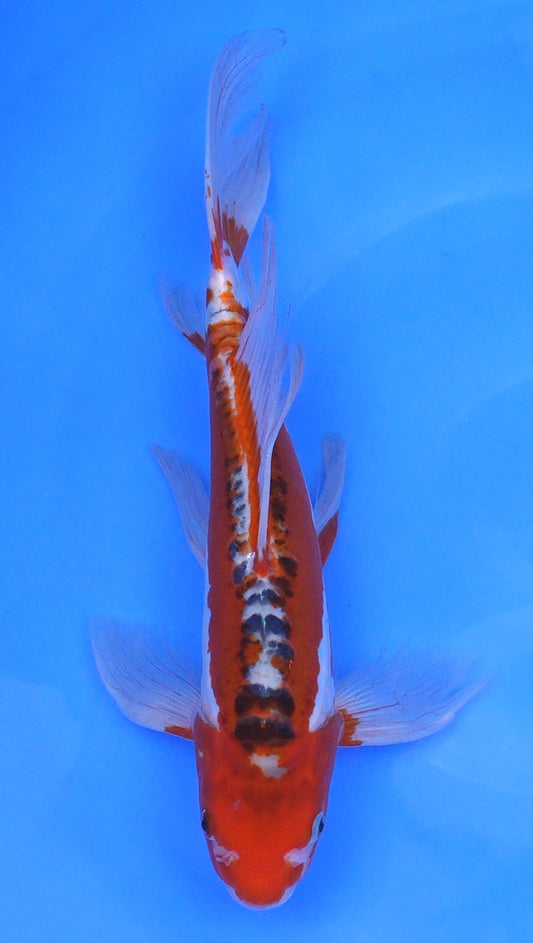 Long Fin   Shusui 15 inch - 240114332