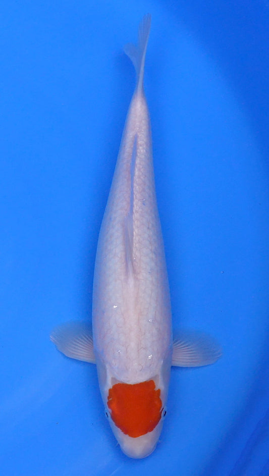 Tancho Kohaku 16 inch - 240141011