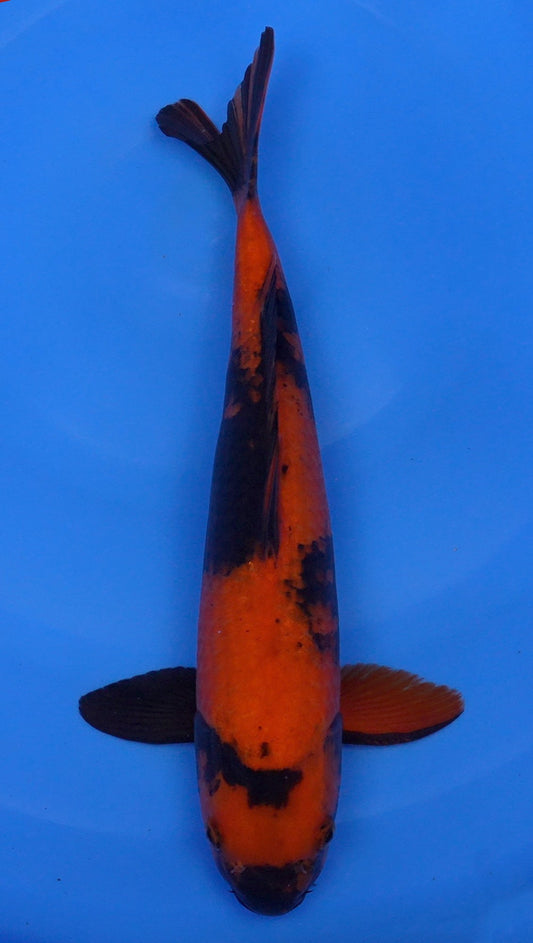 Hi Utsuri  17 inch - 240154120