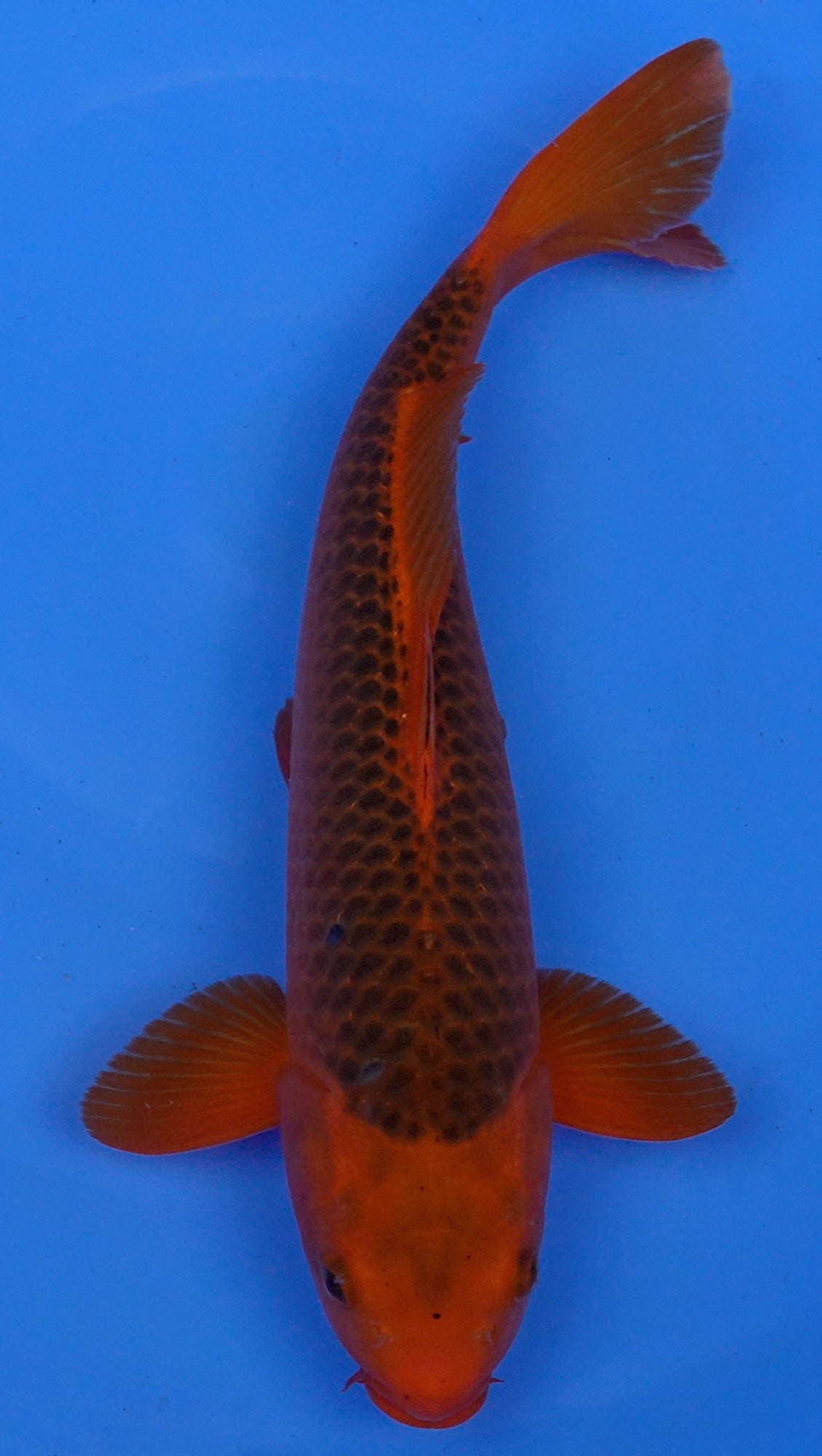 Aka Matsuba 18 inch - 240154123