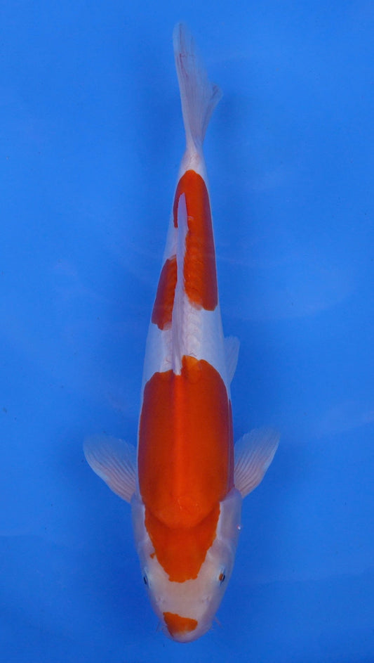 Doitsu  Kohaku 15 inch - 240154130