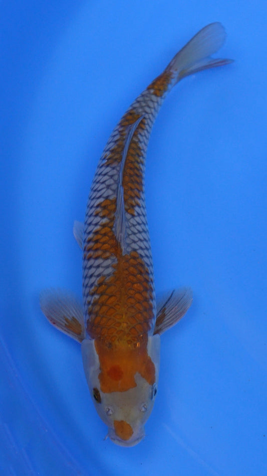 Ochiba 15 inches − 240154134