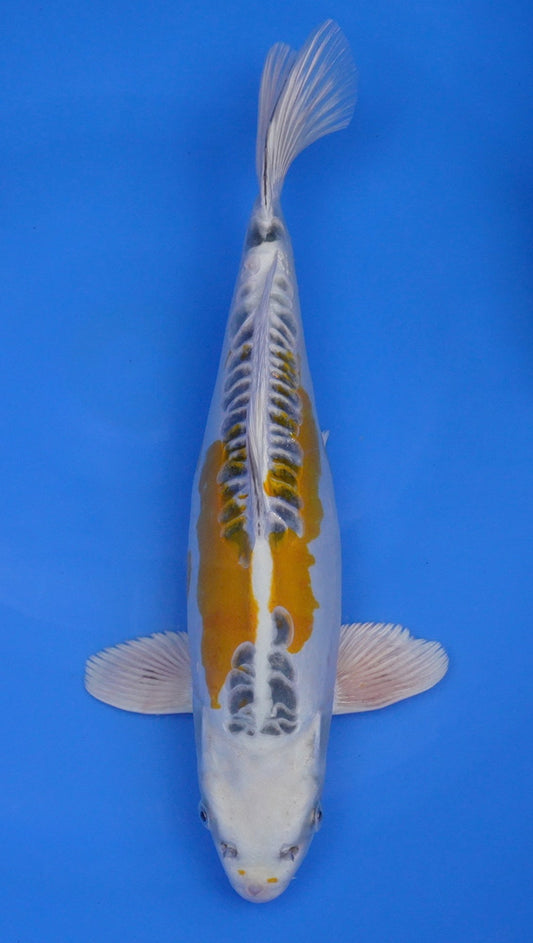 Yellow Dragon 15 inch - 240154396