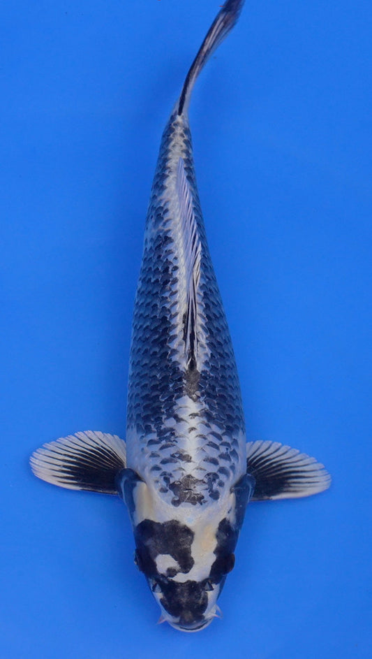 Scaled  Kikokuryu 15 inch - 240154398