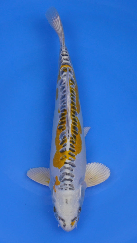 Yellow Dragon 14 inch - 240154403