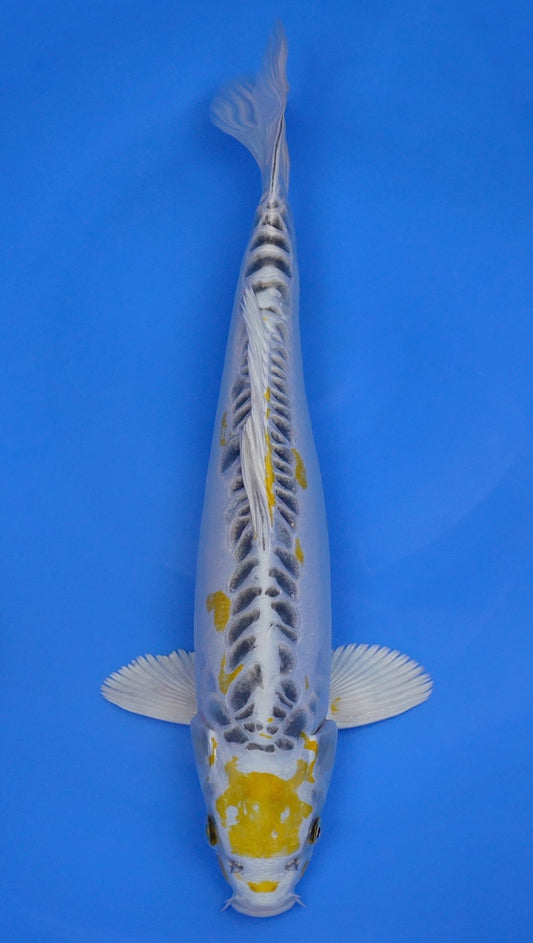 Yellow Dragon 17 inch - 240154405