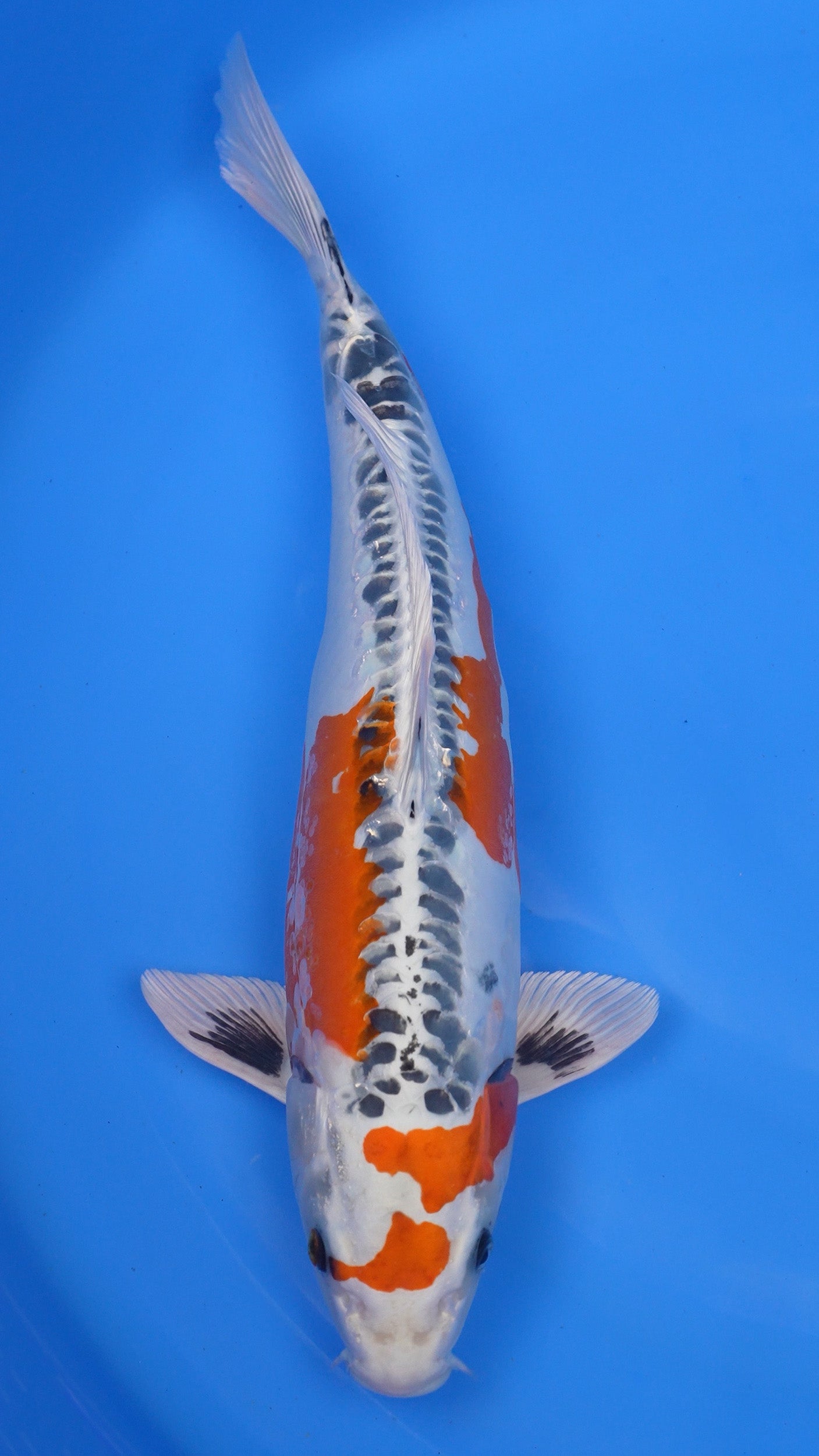 Beni Kikokuryu 20 inch - 240154408