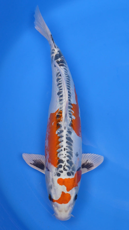 Beni Kikokuryu 20 inch - 240154408