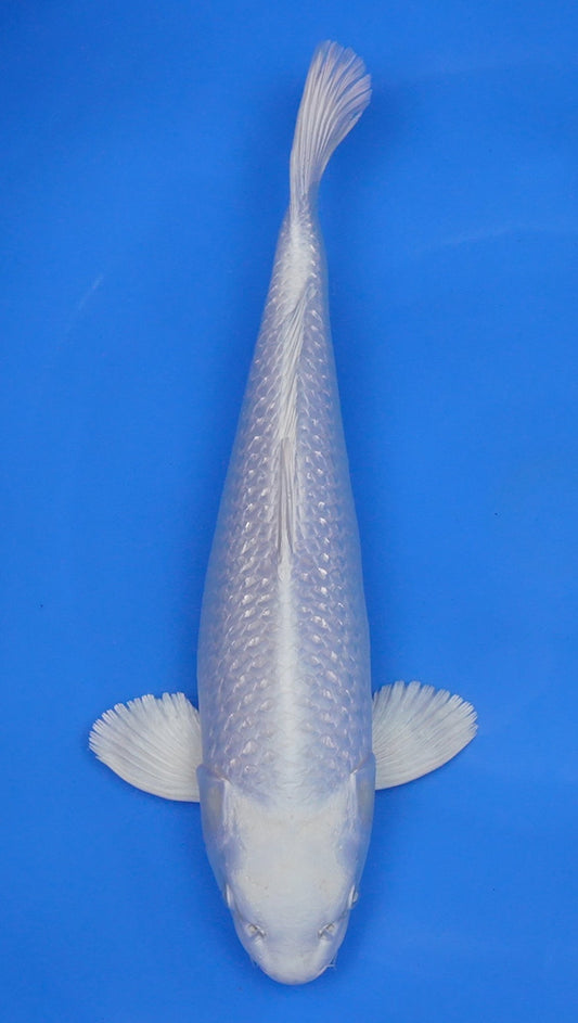 Gin Rin Platinum Ogon 16 inch - 240155005