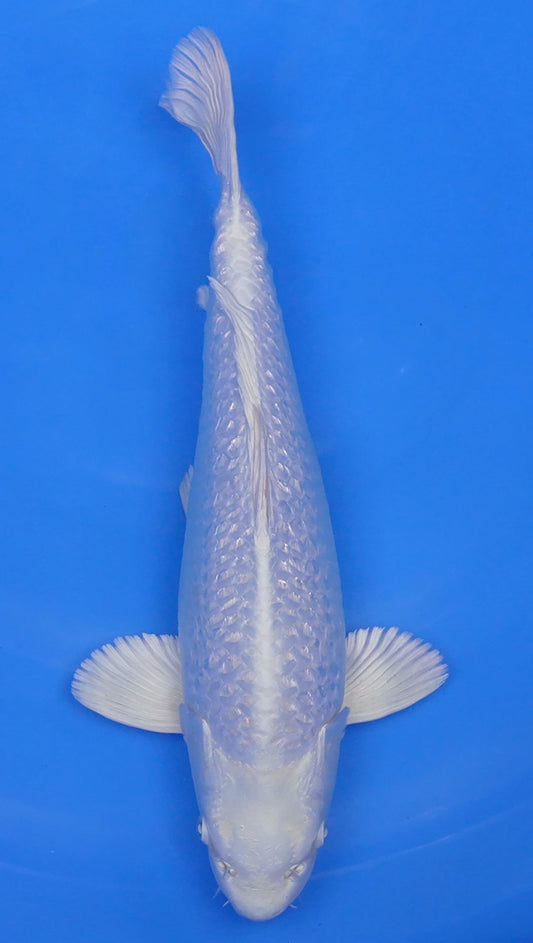 Gin Rin Platinum Ogon 16 inch - 240155008