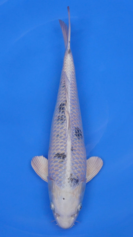 Metallic Shiro Bekko 17 inch - 240168175