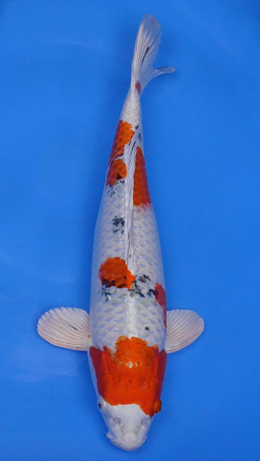 Metallic  Sanke 17 inch - 240168177
