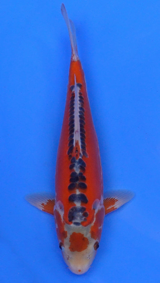 Hi Shusui 14 inch - 240174085
