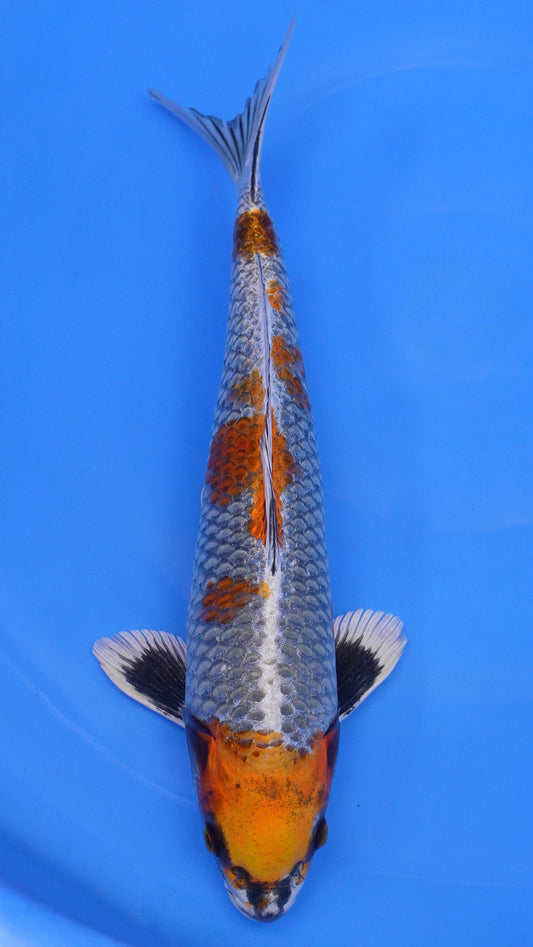 Kujaku 18 inches − 240174098