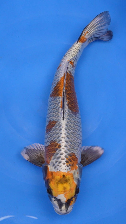 Kujaku 20 inches − 240174102