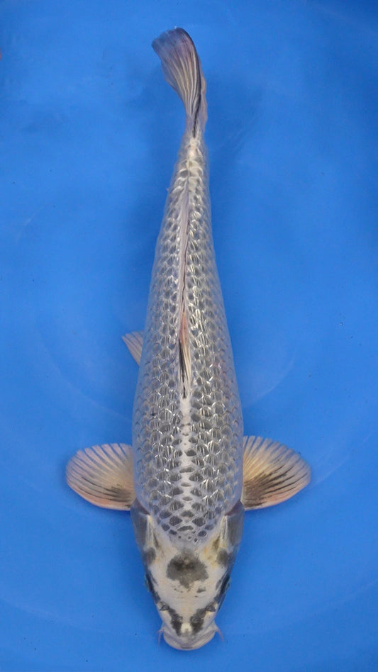 Ginga 21 inches − 240187109