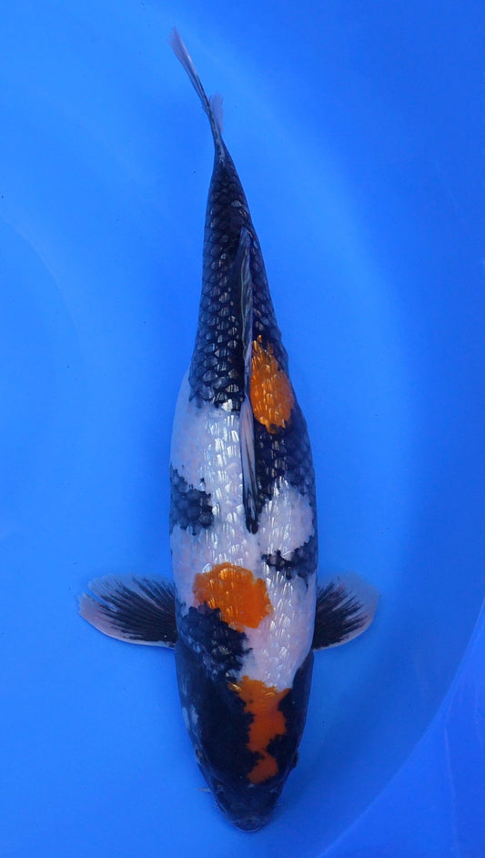 Gin Rin  Showa 19 inch - 240190033