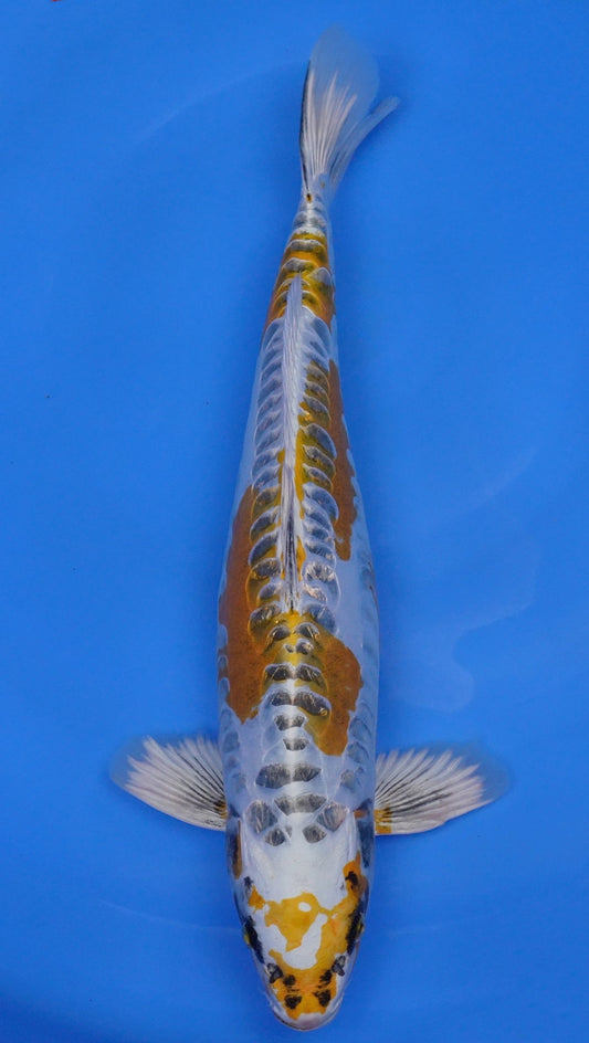 Doitsu Yellow Kujaku 19 inch - 240203272