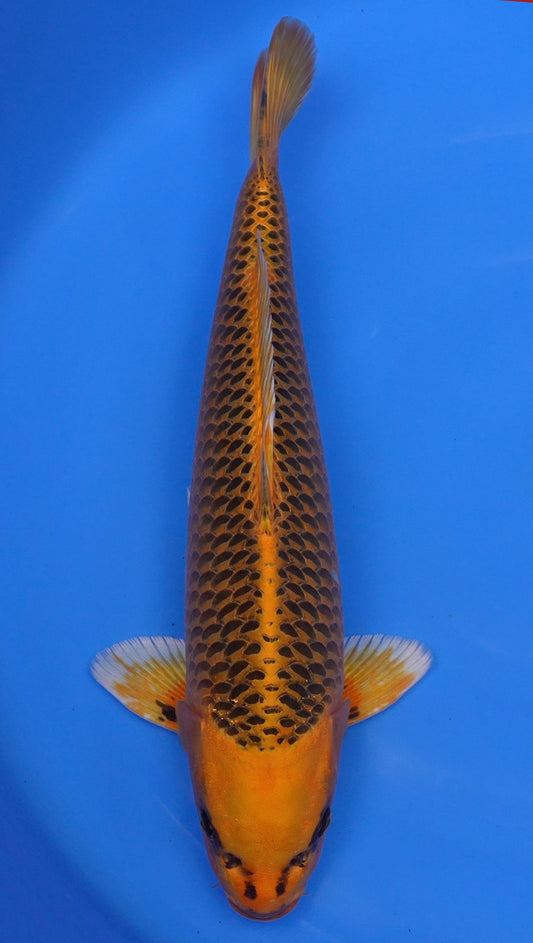 Metallic Kin Matsuba 21 inch - 240203273