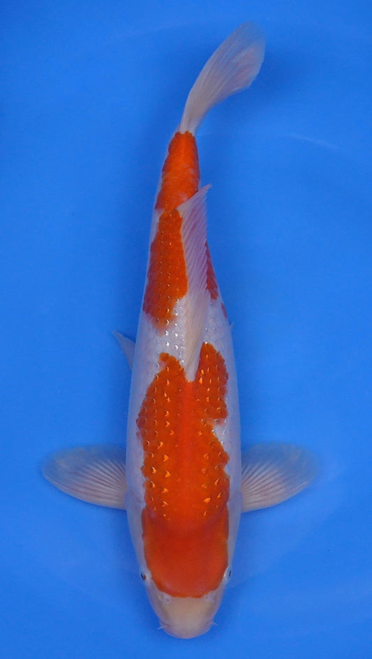 Pearl Gin Rin  Kohaku 17 inch - 240218411