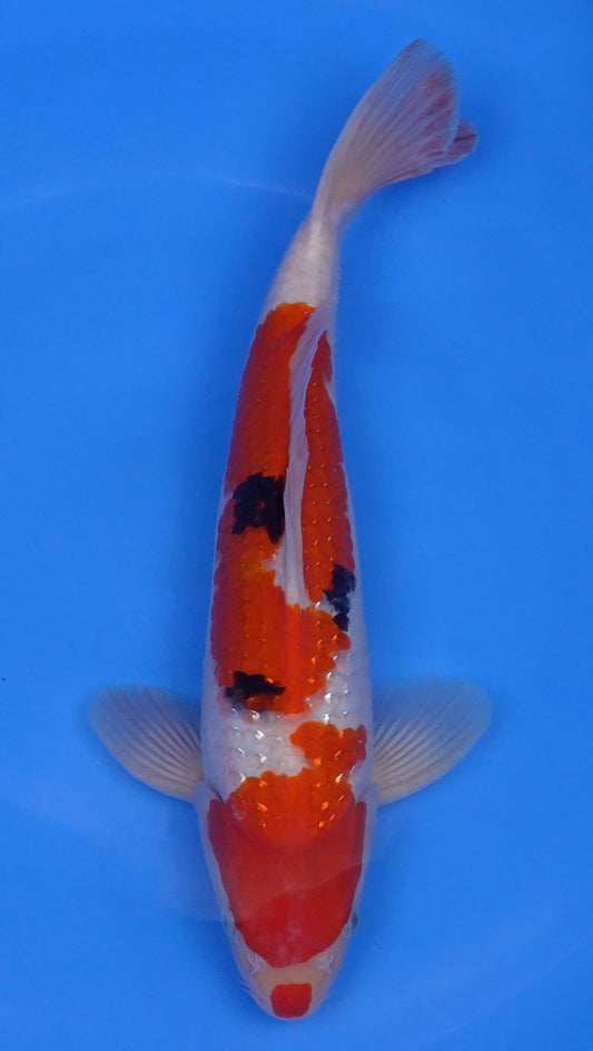 Pearl Gin Rin  Sanke 15 inch - 240218412