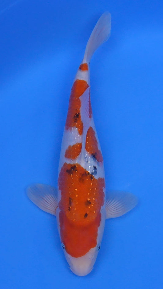 Pearl Gin Rin  Sanke 14 inch - 240218413