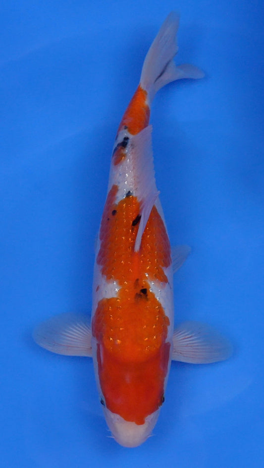 Pearl Gin Rin  Sanke 15 inch - 240227417