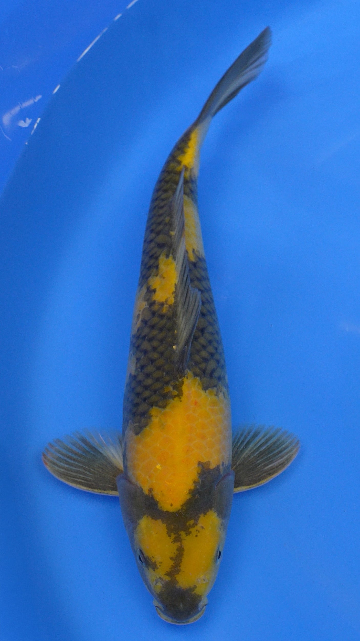 Ki Utsuri  15 inch - 240234147