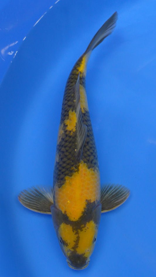 Ki Utsuri  15 inch - 240234147