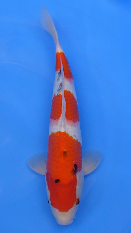 Sanke 16 inches − 240234149